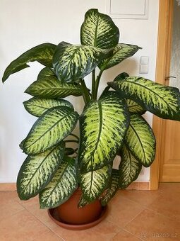 Difenbachie