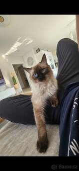Kočička ragdoll - 1