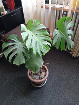 Monstera 100cm