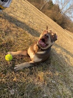American bully XL - 1