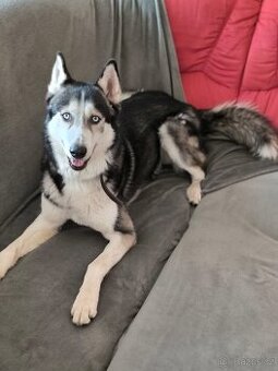Sibiřský husky čistokrevný - 1