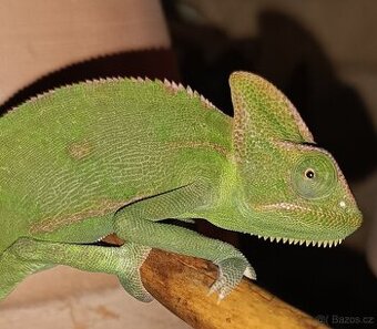 Chameleon jemenský