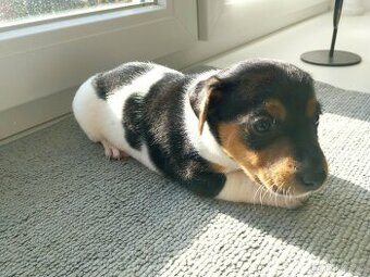 Jack Russell Teriér šteniatka