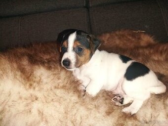 Jack Russell Terriér šteniatka