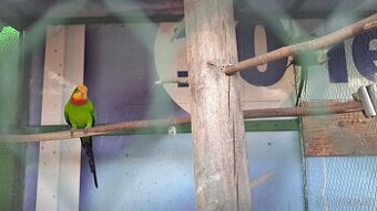 Papoušek nádherný