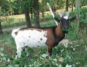 Plemenný kozel