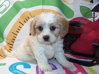 Cavachon čavachon štěňátka