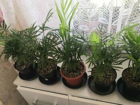 Nabízím gasterie, aloe, agave, chamaedora.