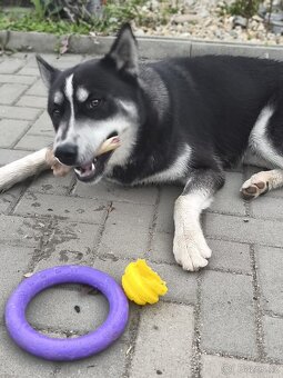 Sibiřský husky bez PP