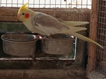 Prodej andulek a korel.