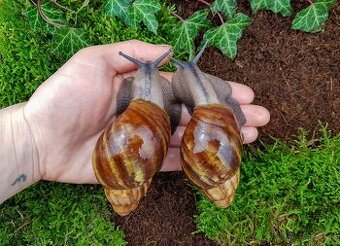 Africký šneci Archachatina ventricosa