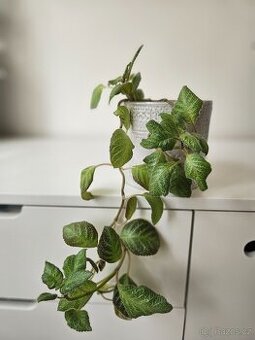 Episcia cupreata