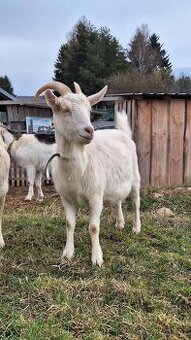 Prodám dvouletou českou bílou rohatou kozu