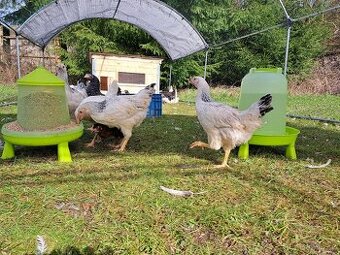 Kuřice Dominant - hybridní slepice