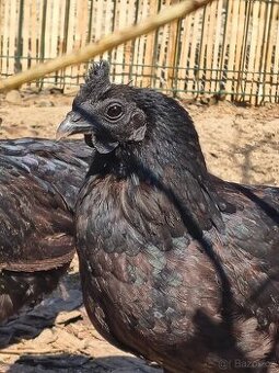 Ayam Cemani mladý pár