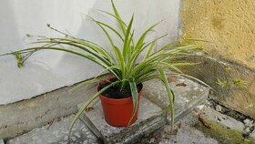 Zelenec variegata, nenáročná pokojovka - 1