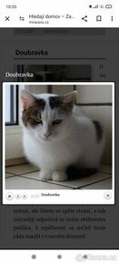 Kočička Doubravka