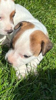 Jack russel teriér