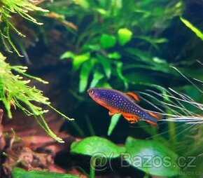 Danio margitatus/ Danio Perlové - 1