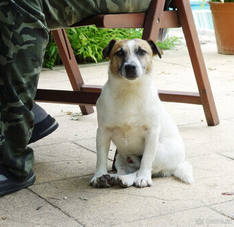 Jack russell terier