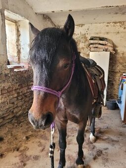 Valach Welsh part bred