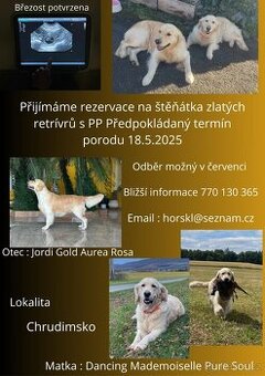 Po zrušené rezervaci nabízím fenu a pejska zlatého retrívra - 1