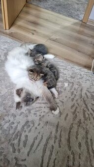 Ragdoll