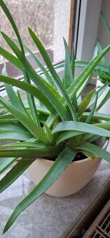 Aloe pravá