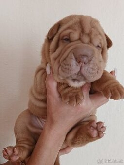 Sharpei,šarpej stěně s PP