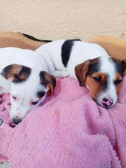 ❤️Jack russel teriér❤️