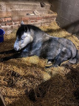 Pony kobylka