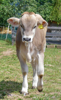 REZERVACE - Jalovička Brown Swiss