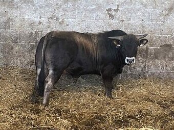 Plemenný býk Aubrac