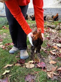 Kohoutci brahmanky zdrobnělé koroptví vlnkované
