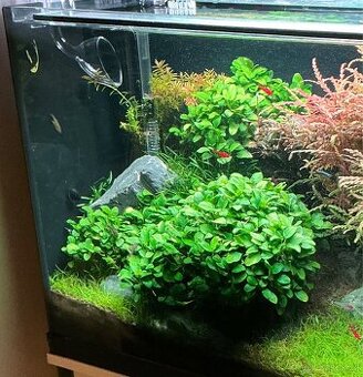 Akvarijní rostliny Anubias mini