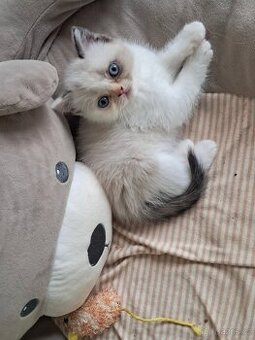 💚Britská koťátka s PP vánoční💚