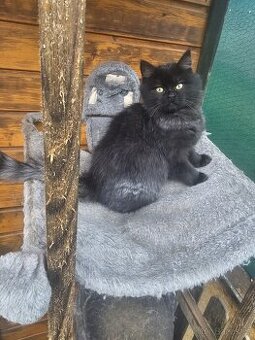 Britské koťátka výjimečná stříbrno - černá