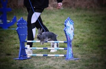 sportovní králík s pp - Simba