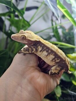 Pagekon řasnatý / ciliatus - samice