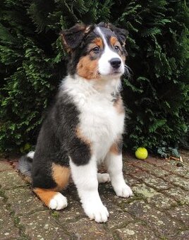 Australský ovčák - štěňě tříměsíční fenka s PP - 1