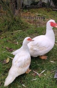 Kačer/kachna pižmová bílá