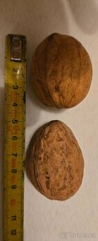 Ořechy vlašské neloupané