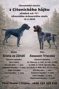 Německý drátosrstý ohař - štěňata s PP