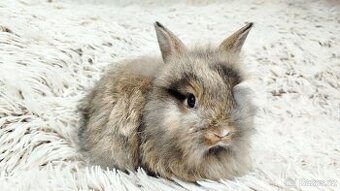 Zakrslý králík, králíček - HARRY