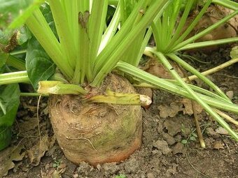 Magůl - krmná řepa