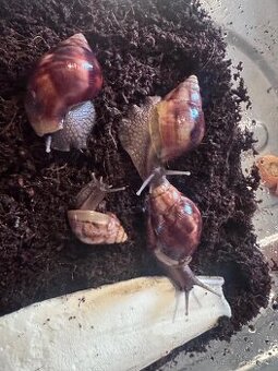 Achatina fulica (Oblovka obrovská, africký šnek)