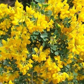 Čimišník medonosný kvetoucí živý plot