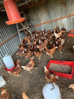 Kurice, nosnice, slepice