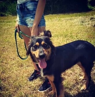 Nabízím hlídání pejsků nebo koček