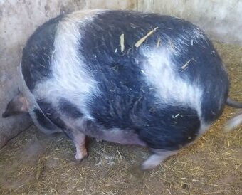Kune kune - 1